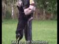 Schutzhund Okka von der Schiffslache Escape Bite