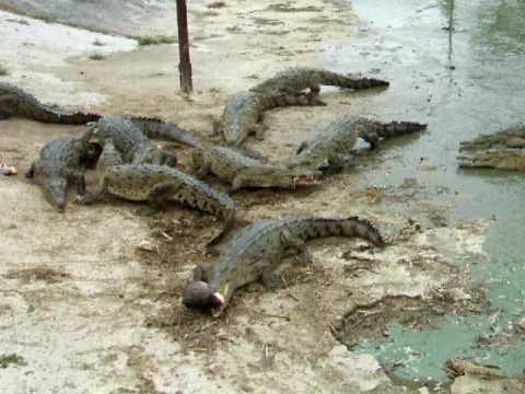 0 Cocodrilos en Santa Lucía