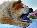 K-Pup Snack Time