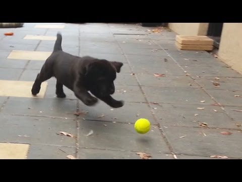 Black Labrador puppy – Playing with tennis balls