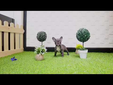 Smokey Mini Chocolate Frenchie