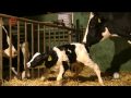 Welt der Wunder - Milch macht krank