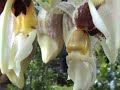 Flower Minute 106