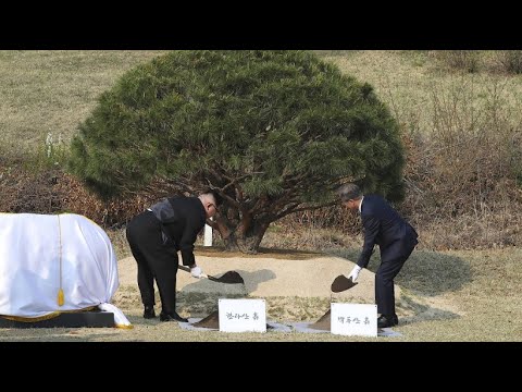 Symboltrchtiges Treffen: Koreas Baum der Hoffnung