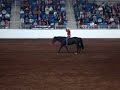 stacy westfall   2007 harrisburg horse expo