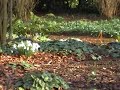 Anglesey Abbey