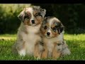 musique pour mes animeaux prefere