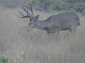 CF Ranch's Bucks in Velvet