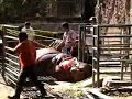 traslado de un hipopótamo