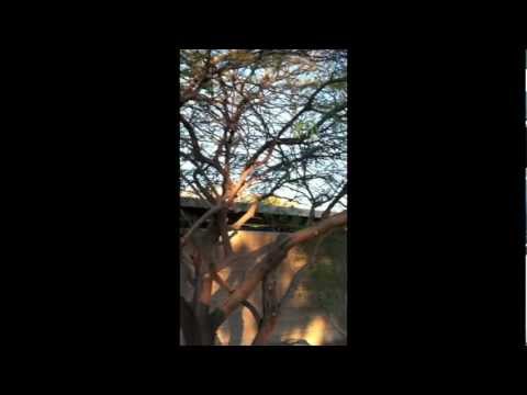 how to fertilize mesquite trees