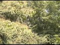 Mystery Bird