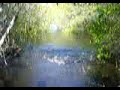 baby tarpon going crazy in a mangrove creek