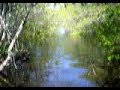 baby tarpon going crazy in a mangrove creek
