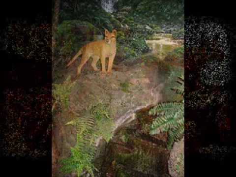 tranquilatus - Various images of thylacines set to Pink Floyd's Great Gig in the Sky from Dark Side of the Moon. For some reason the spare, haunting, soulful sound of this ...