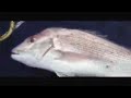 Western Port Hastings Snapper