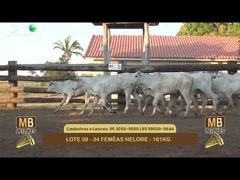 551� LEIL�O VIRTUAL MB LEIL�ES