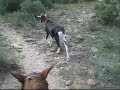 Arabian Mare & Goats Romp in the Woods