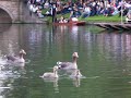 the choir of trinity college, cambridge singing in punts, recorded from a punt.