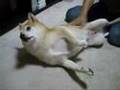 柴犬を撫で回す