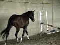 Adonnis Loose Jumping