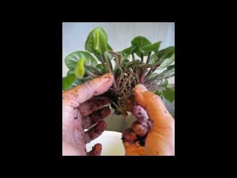 how to transplant violets