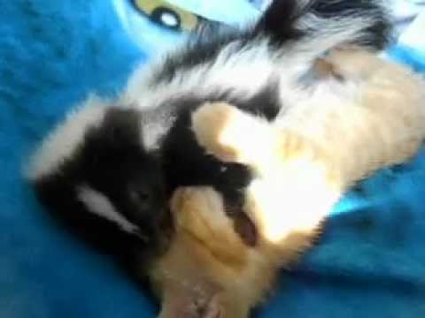 Un gatto e una puzzola amici Un gatto e una puzzola amici