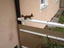 Eichhörnchen 2