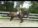Hunter 3 yo draftcross dressage prospect for sale !SOLD!
