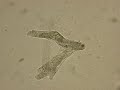 A. proteus (extended)