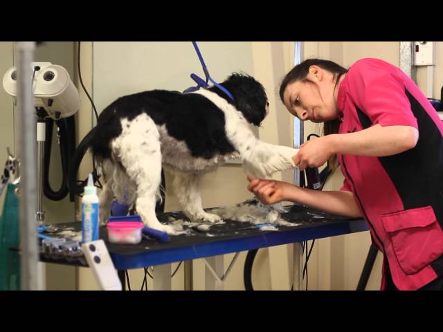 Animal Studies - HA - HJ