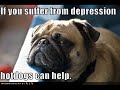 vERY fUNNY dOGS 4