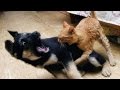 vERY fUNNY dOGS 4