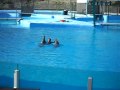 selwo marina delfines