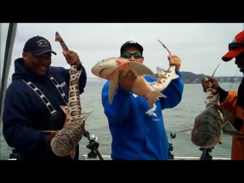 how to bleed leopard shark