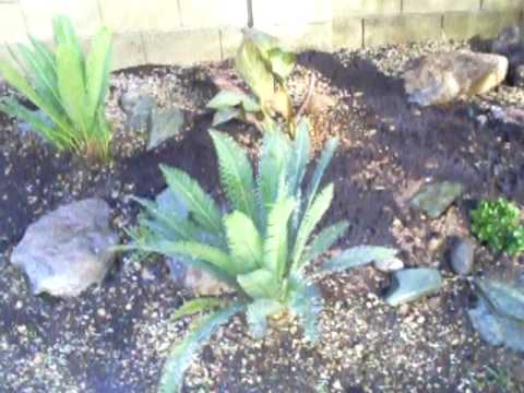 how to fertilize cycads