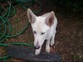 Cruelty - White Shepherd and Rottie Cruelty - White Shepherd and Rottie