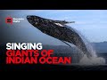Awesome Whales