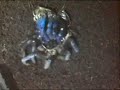 cobalt blue tarantula molting