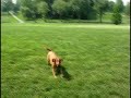 Bindy Playing