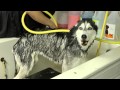Mishka sings in the shower!
