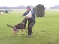 19 month old Hasko von der Mohnwiese Son in protection work