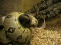 feeding boa constrictor imperator with big rat