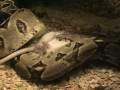 Feeding Boa Constrictor Imperator with big rat