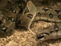 feeding boa constrictor imperator with big rat