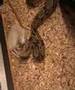 Feeding Boa Constrictor Imperator with big rat