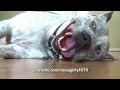 World Funniest Dog Face!! Pit Bull Sharky tries to say I Love you ...