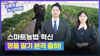 보령TV  뉴스브리핑ㅣ스마트농법 혁신, 명품 딸기 본격 출하