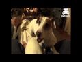 Talking dog yelps for attention