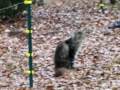 Cat Test the Electric Fence