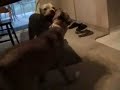 Molly ten month old tearing madison the mother apart